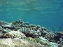77- Un jardin de corail varie - Kouare